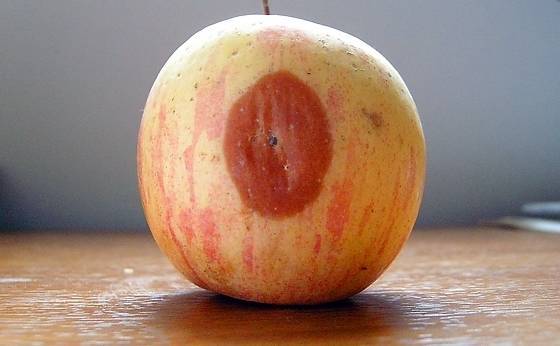 苹果烂了一点就不能吃因为会致癌?真相到底如何,来听听专家怎么说!